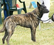 hond-1