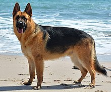 hund