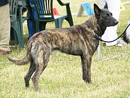this dog